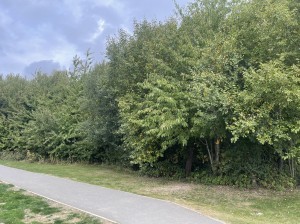 IMG_6685_1